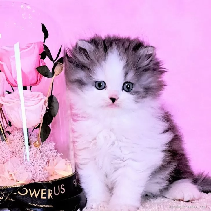 ID:2312-00444の子猫