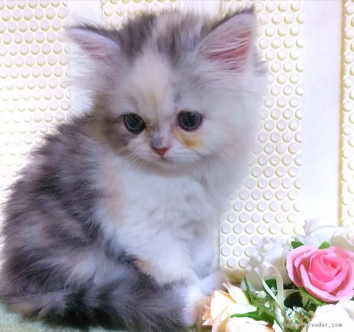 ID：1909-01470の子猫