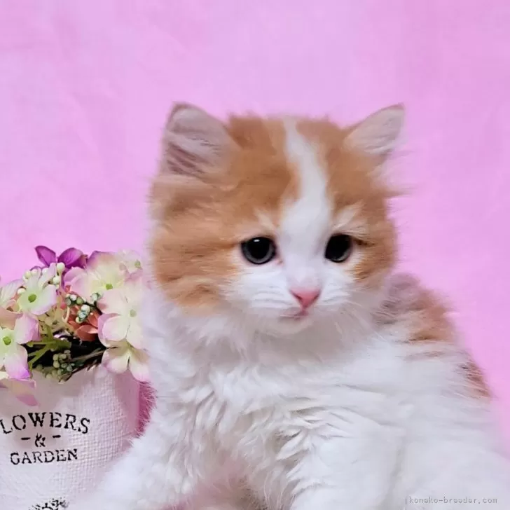 ID:2406-01001の子猫