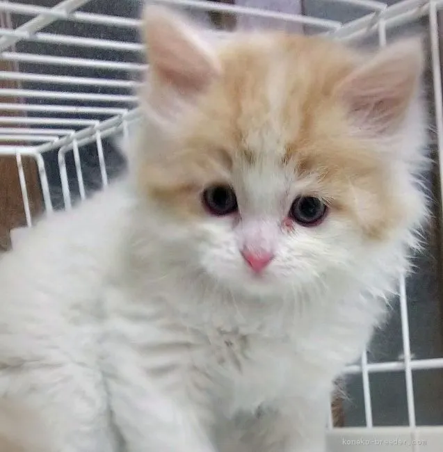 ID：1911-00361の子猫