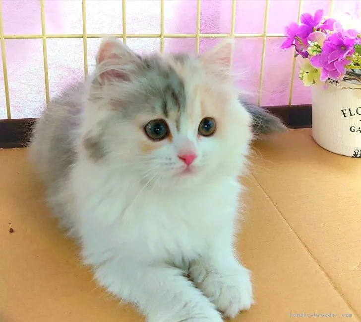 ID:2203-02076の子猫