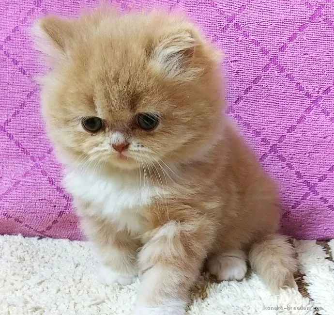 ID:2002-00640の子猫