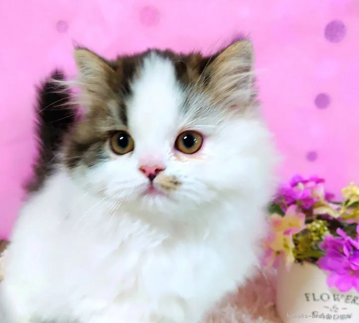 ID:2201-00735の子猫
