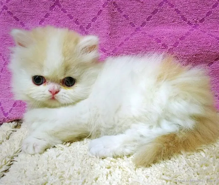 ID：2002-01117の子猫