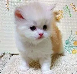 ID：2004-02036の子猫