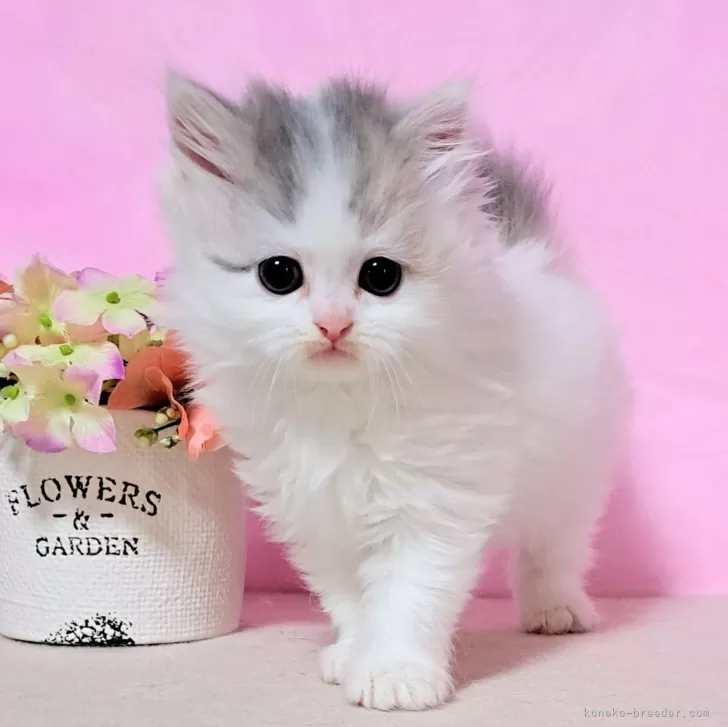 ID:2408-00648の子猫