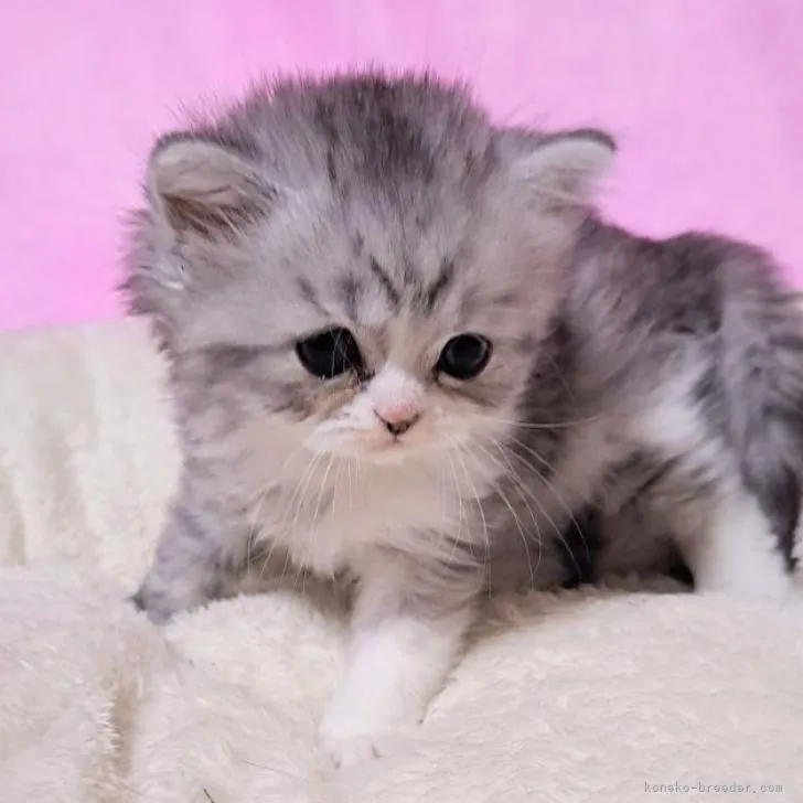 ID：2210-00170の子猫