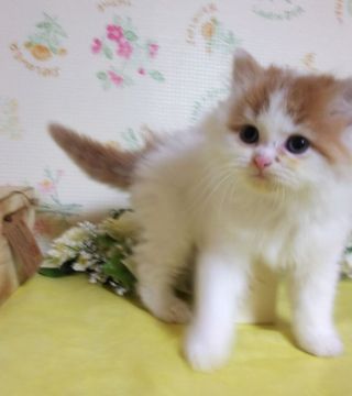 マンチカン(長足)【群馬県・男の子・2018年11月5日・レッド&ホワイト（ふわもこロング♪）】の写真「ふわもこBOY♪毛並み良質です!」