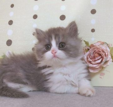 マンチカン(短足)【群馬県・男の子・2019年3月14日・ブルータビー&ホワイト（ふわもこロング♪）】の写真「ハチワレ美☆Boy」