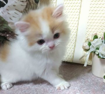 ミヌエット【群馬県・男の子・2019年7月9日・レッド&ホワイト（ふわもこロング♪）】の写真「キレイな毛色で毛並良質・丸顔Boy!」