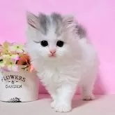 ミヌエット(長足)【群馬県・女の子・2024年7月7日・ダイリュートキャリコバン】の写真1「優しい雰囲気🩷とびきりの美人さんです🩷✨」