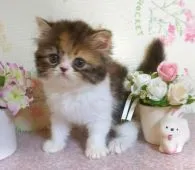 ミヌエット【群馬県・女の子・2019年7月9日・キャリコ】の写真2「8/27 撮影 ピコちゃんパパ似です♪」