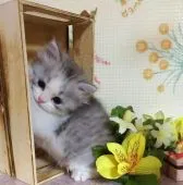 マンチカン(長足)【群馬県・男の子・2019年5月22日・シルバータビー&ホワイト】の写真2「ボク箱が好き♪」