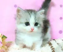 マンチカン(短足)【群馬県・男の子・2021年6月20日・シルバー&ホワイト】の写真3「瞳の大きな男の子💖」