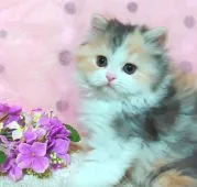 ミヌエット【群馬県・女の子・2021年5月8日・キャリコ】の写真3「6/30撮影 まんまる。美人さんで可愛いデス◎(^o^)💕」