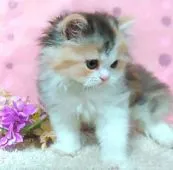 ミヌエット【群馬県・女の子・2021年5月8日・キャリコ】の写真4「6/30撮影 ムチッとしたお手手が可愛い💖」