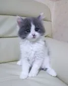 マンチカン【群馬県・男の子・2017年6月7日・ブルー&ホワイト】の写真5「8/3撮影」