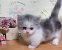 マンチカン(短足)【群馬県・女の子・2019年5月22日・シルバーパッチドタビー&ホワイト】の写真5「短足あんよ!」