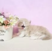 マンチカン(短足)【群馬県・男の子・2025年8月5日・クリームタビ-&ホワイト】の写真10
