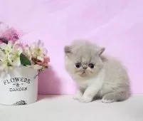 エキゾチックショートヘア【群馬県・男の子・2025年1月16日・クリーム&ホワイト!】の写真11