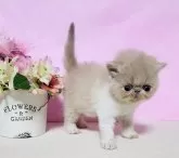 エキゾチックショートヘア【群馬県・男の子・2025年1月16日・クリーム&ホワイト!】の写真14