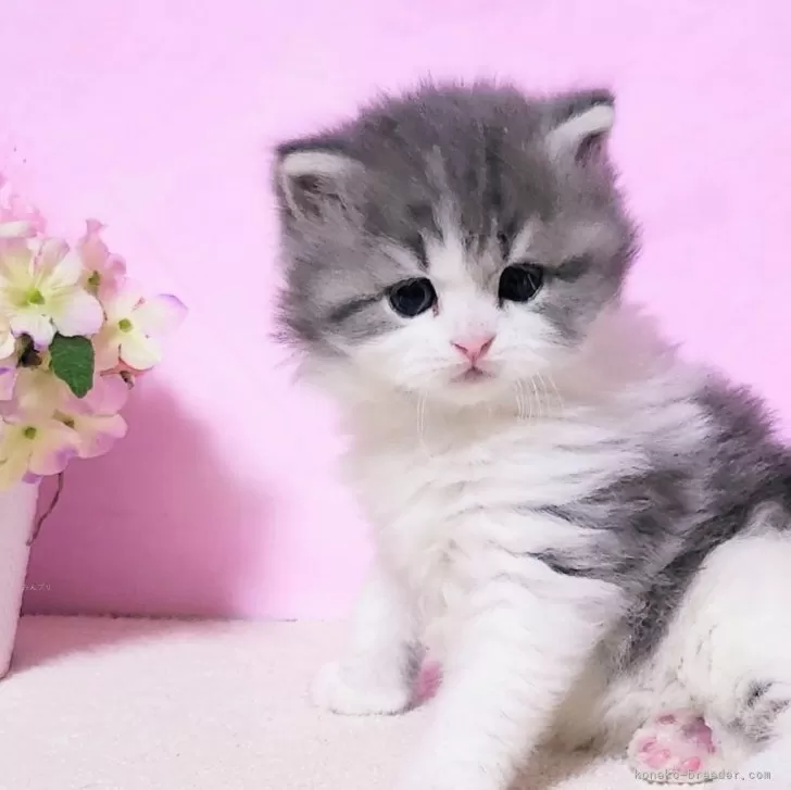 ID:2503-02522の子猫