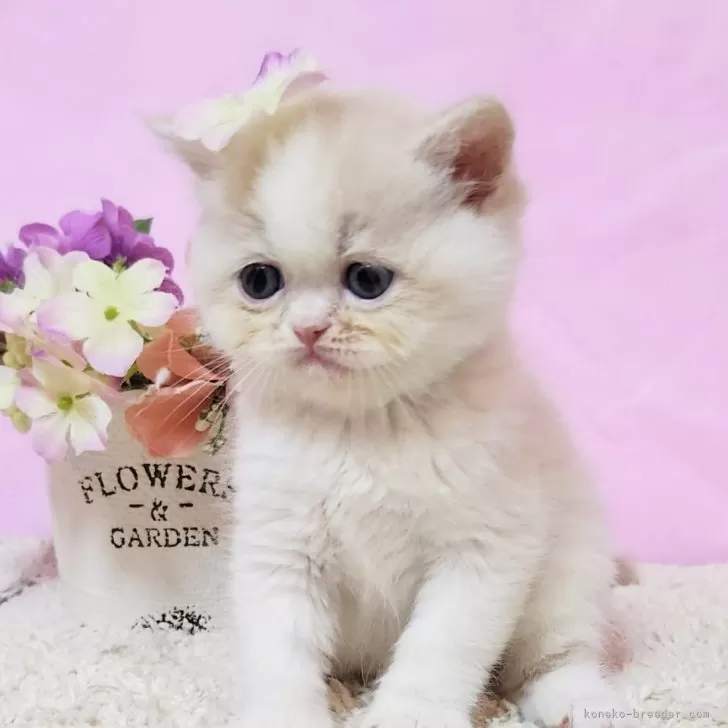 ID：2501-00201の子猫