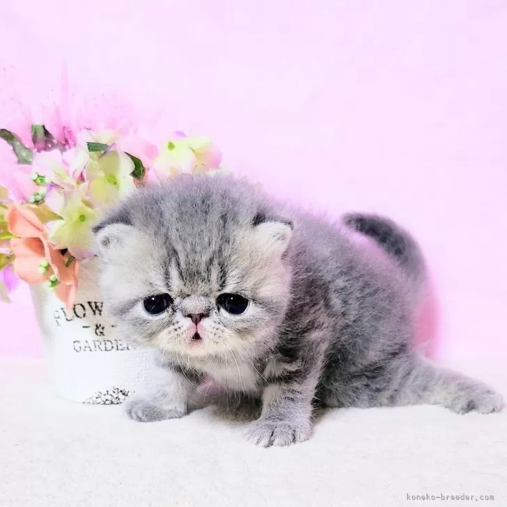 ダノン 様のお迎えした子猫