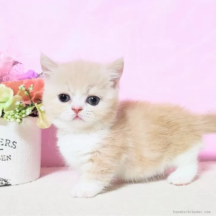 ミレ 様のお迎えした子猫
