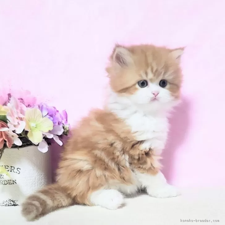 ID：2511-01931の子猫