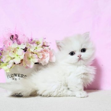 ミヌエット(短足)【群馬県・女の子・2025年10月21日・シェルクリーム&ホワイト（ふわもこロング♪）】の写真「極短足なムチコロ🩷毛吹きも良くコロッとまんまる。」