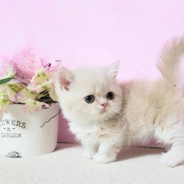 ミヌエット(短足)【群馬県・男の子・2025年7月27日・クリームタビ-&ホワイト（ショ－トヘア）】の写真「優しい毛色で小粒な男の子💙」