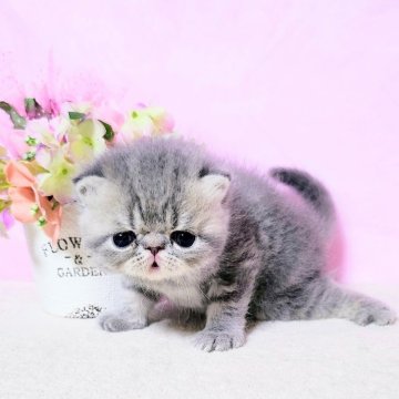 エキゾチックショートヘア【群馬県・男の子・2025年8月11日・ブルータビ-（モフモフなショ－トヘア）】の写真「コロッとまるっこくてズン!と太くて可愛いボク💙」