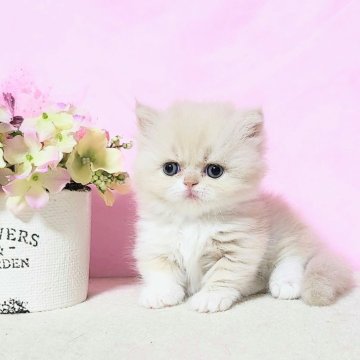 ミヌエット【群馬県・女の子・2025年7月27日・クリーム&ホワイト（ふわもこロング）】の写真「優しくてやわらかな毛色のCuteな女の子🩷」