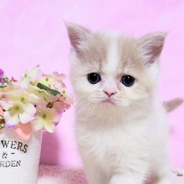 ミヌエット【群馬県・女の子・2024年12月2日・クリームタビ-&ホワイト（艶々♡ショ－トヘア）】の写真「優しい甘えたさん顔の女の子✨募集2/3迄」