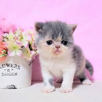 エキゾチックショートヘア【群馬県・女の子・2025年1月16日・ダイリュ-トキャリコ】の写真「濃淡なグラデーションが映える毛柄な可愛い女の子🩷」