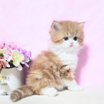 ミヌエット(長足)【群馬県・男の子・2025年10月7日・レッドタビ-&ホワイト（ふわもこロング）】の写真「毛吹きもよくモコモコ。骨太コロッ長足ちゃん🩷」