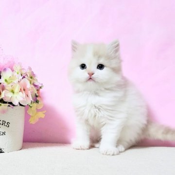 ミヌエット(長足)【群馬県・女の子・2025年10月21日・クリーム&ホワイト（ふわもこロング♪）】の写真「ムチコロ🩷毛吹きも良く優しいお顔の女の子」