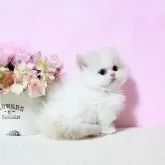 ミヌエット(短足)