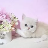 ミヌエット(短足)