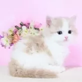 ミヌエット(短足)