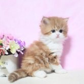 ミヌエット(長足)