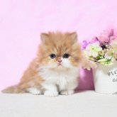 ミヌエット(短足)