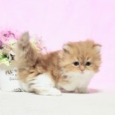 ミヌエット(短足)