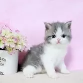 ミヌエット(長足)