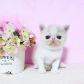 エキゾチックショートヘア