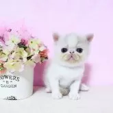 エキゾチックショートヘア