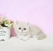 ミヌエット(短足)【群馬県・女の子・2025年7月27日・クリーム&ホワイト】の写真3