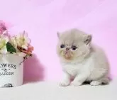 エキゾチックショートヘア【群馬県・男の子・2025年1月16日・クリーム&ホワイト!】の写真3