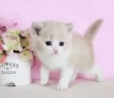 ミヌエット(長足)【群馬県・男の子・2025年2月26日・クリ-ム&ホワイト】の写真3